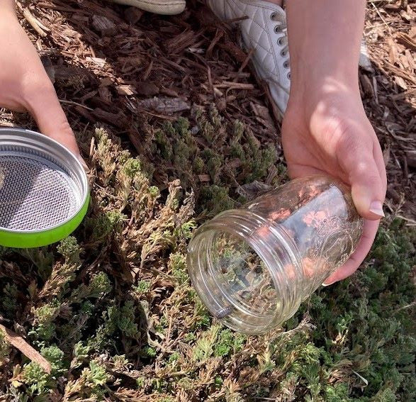 Hands holding a mason jar over a plant, with a pill bug crawling out.