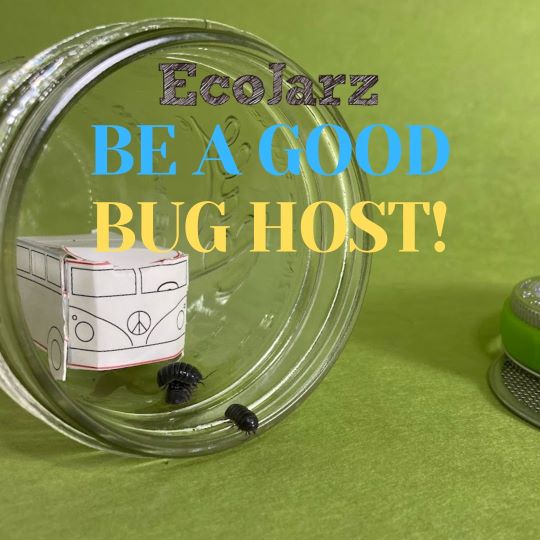 pillbugs in a mason jar with paper bus