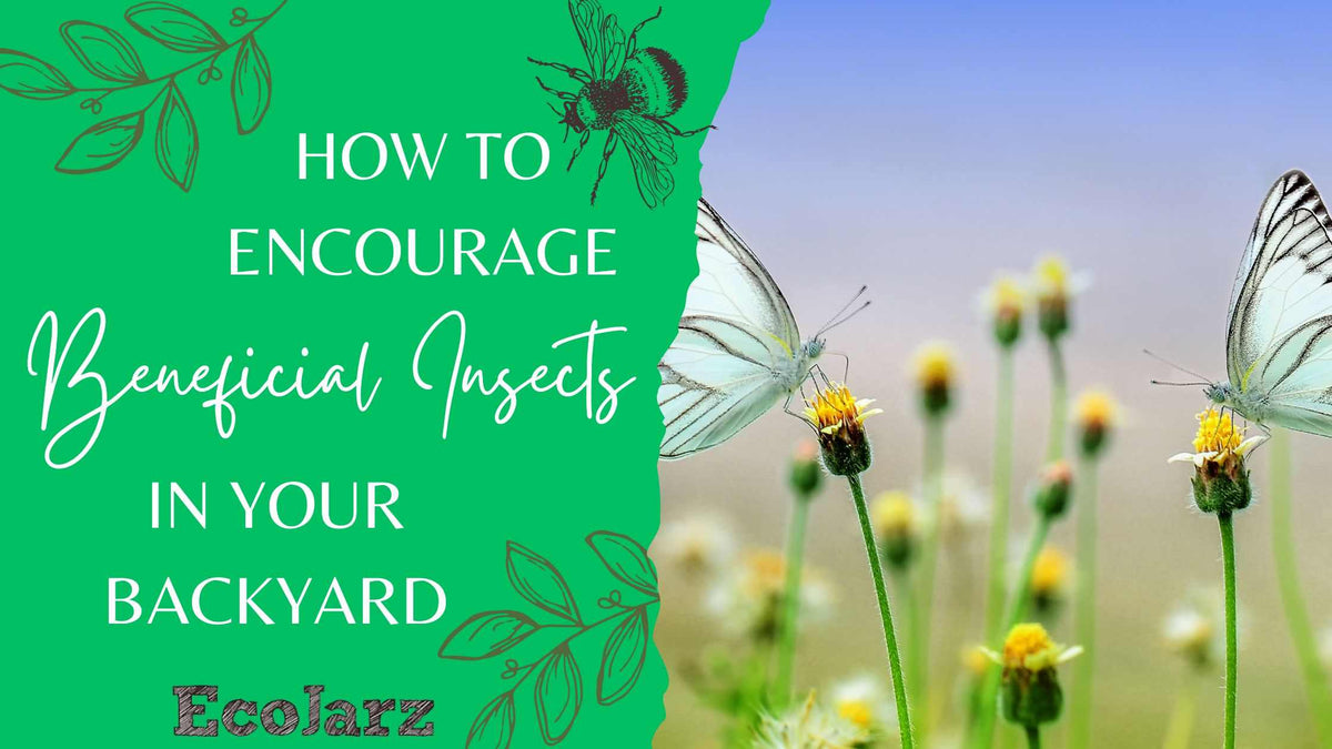 How to Encourage Beneficial Insects in Your Backyard – EcoJarz