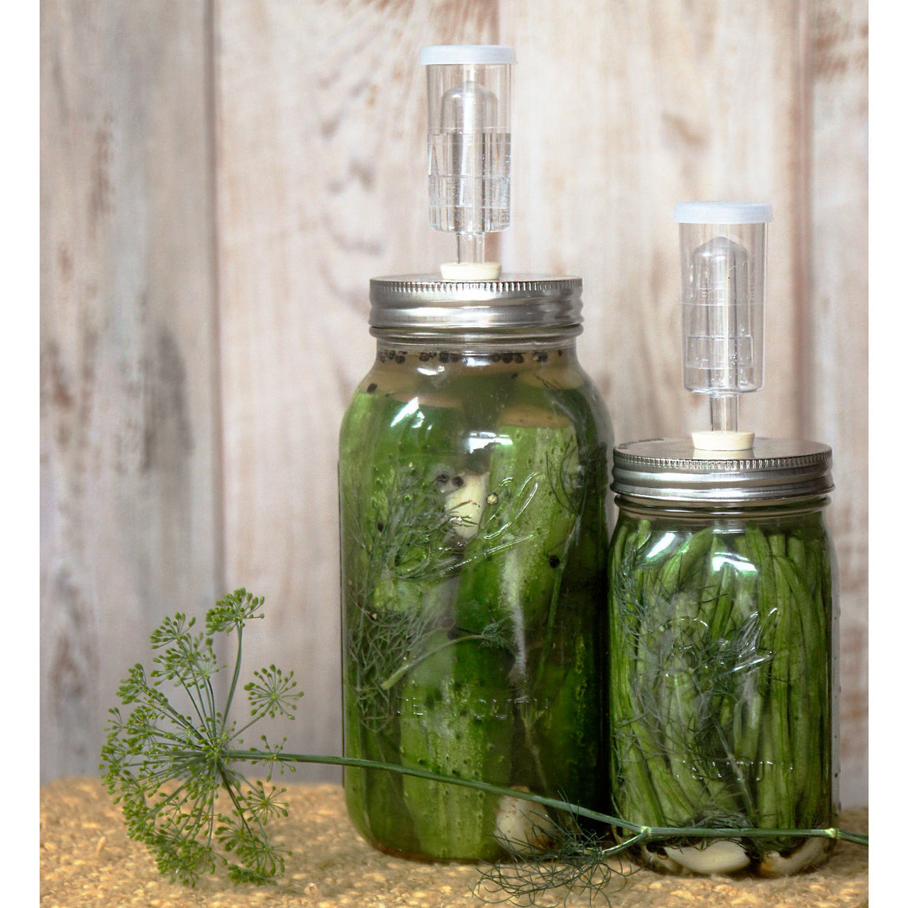 Two large mason jars with airlocks and fermenter lids.  One jar is full of pickles and the other is full of green beans.