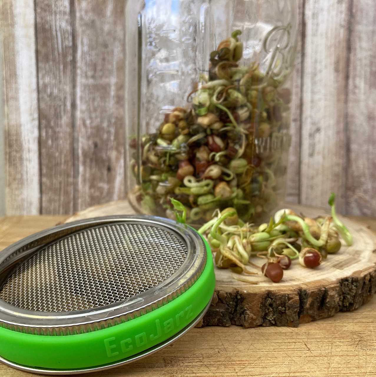 Stainless steel screen and jar band lid with a mason jar full of sprouts.